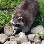 Hotel Tierpark Buchenberg *