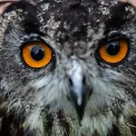 Tierpark Buchenberg * Waidhofen an der Ybbs
