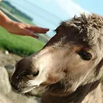 Hotel Tierpark Buchenberg *