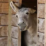 Tierpark Buchenberg *