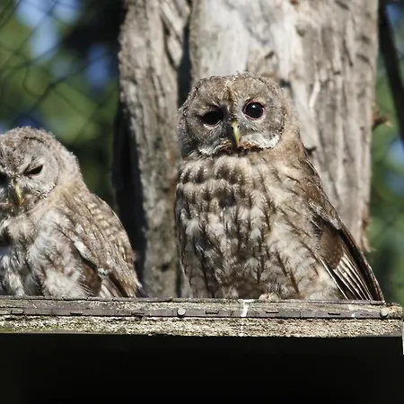 Tierpark Buchenberg *
