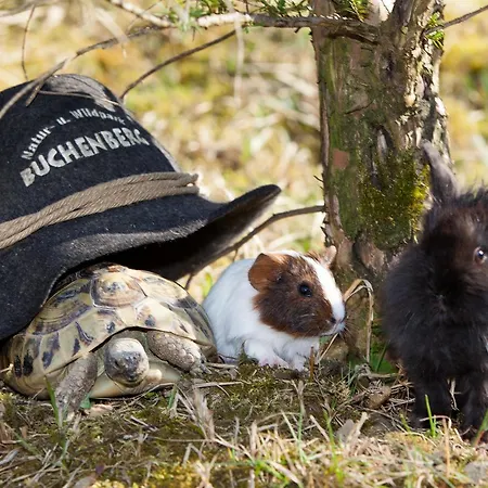 Tierpark Buchenberg Frühstückspension
