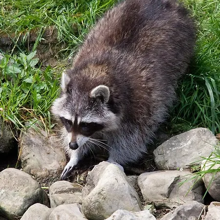 Hotel Tierpark Buchenberg *