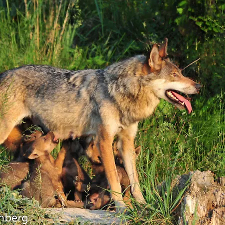 Hotel Tierpark Buchenberg Waidhofen an der Ybbs