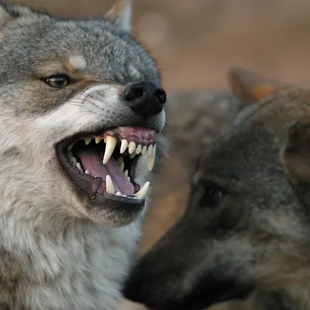 Tierpark Buchenberg * Waidhofen an der Ybbs