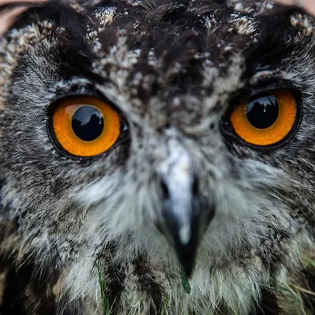Tierpark Buchenberg * Waidhofen an der Ybbs