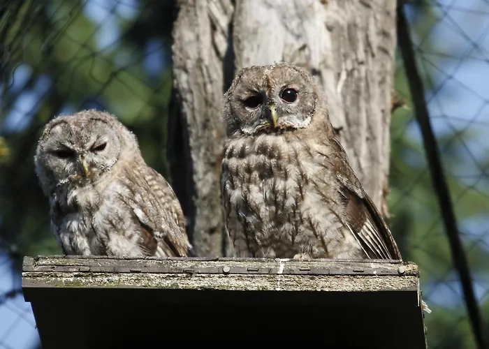 Tierpark Buchenberg *