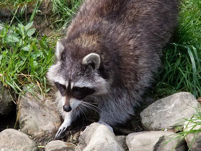 Hotel Tierpark Buchenberg *