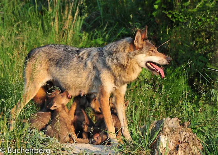 Hotel Tierpark Buchenberg Waidhofen an der Ybbs