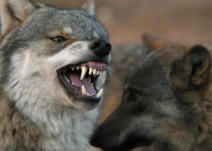 Tierpark Buchenberg * Waidhofen an der Ybbs