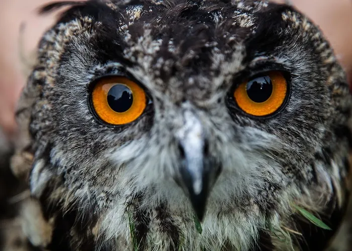 Tierpark Buchenberg * Waidhofen an der Ybbs