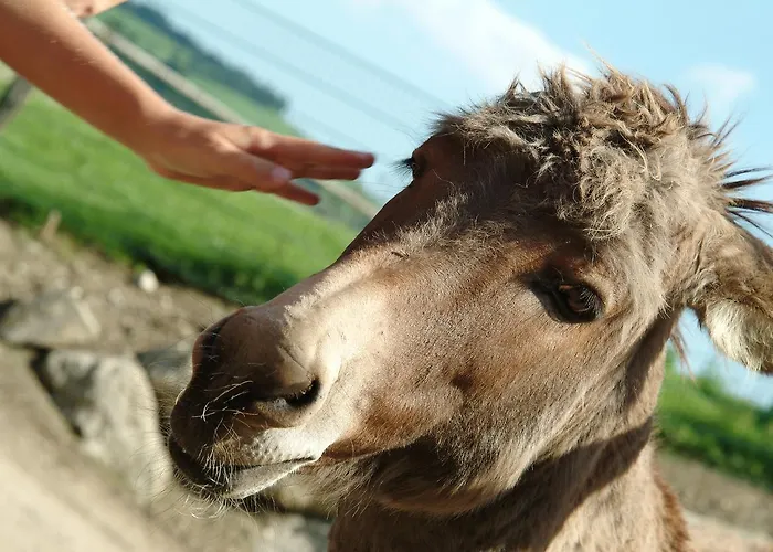 Hotel Tierpark Buchenberg *